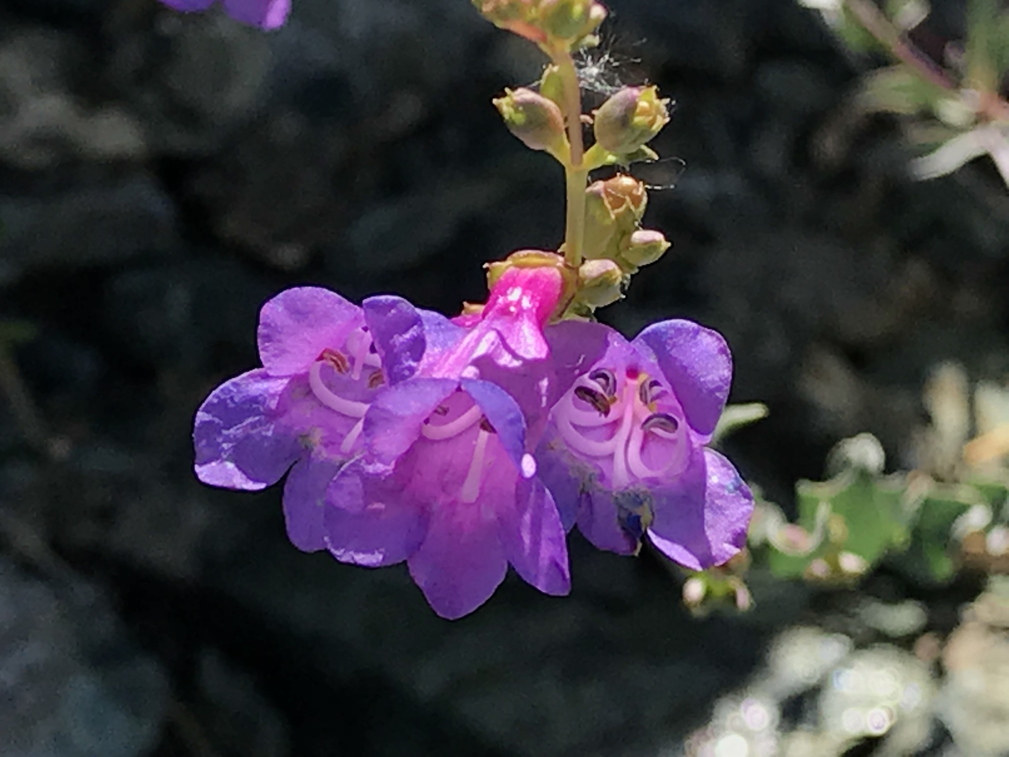Penstemon parvulus