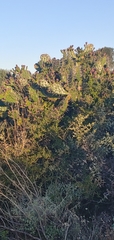 Opuntia arechavaletae