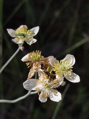 Thalictrum tuberosum