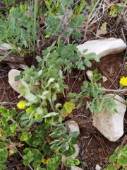Thalictrum tuberosum