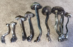 Psilocybe tasmaniana