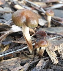 Psilocybe tasmaniana
