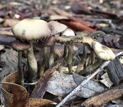 Psilocybe tasmaniana