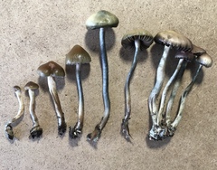 Psilocybe tasmaniana