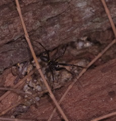 Steatoda cingulata