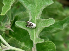 Acontiinae