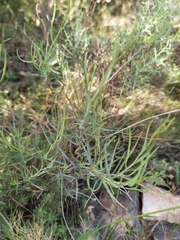 Bupleurum fruticescens