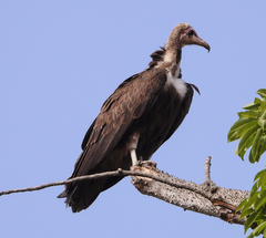 Necrosyrtes monachus