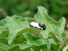 Acontiinae