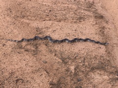 Pituophis melanoleucus