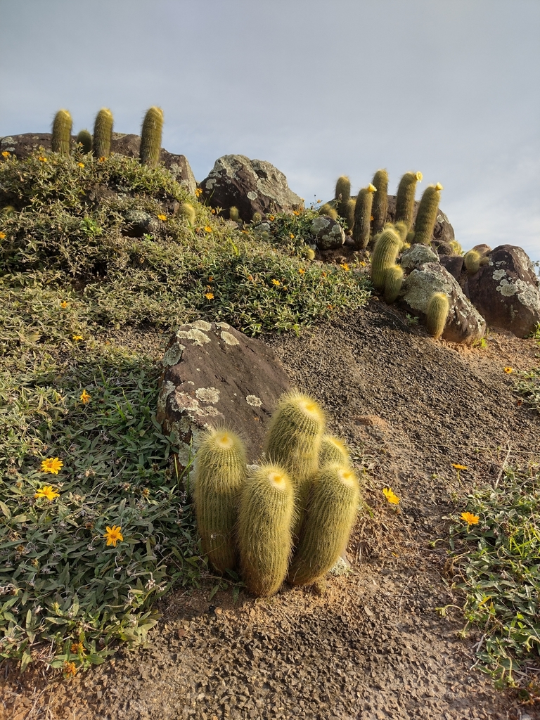 Parodia lenninghausii