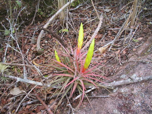 Tillandsia concolor, photograph 5