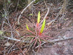 Tillandsia concolor