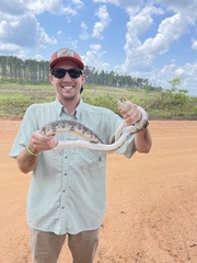 Pituophis melanoleucus