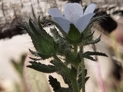 Malva setigera