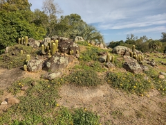 Parodia lenninghausii