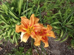Hemerocallis fulva kwanso