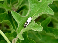 Acontiinae