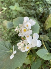 Begonia bracteosa