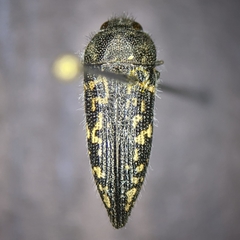 Acmaeodera cuneata