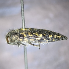 Acmaeodera cuneata