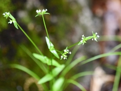 Valerianella chenopodifolia