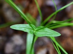 Valerianella chenopodifolia