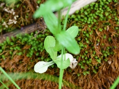 Valerianella chenopodifolia