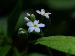 Myosotis nemorosa