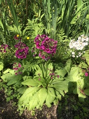 Primula japonica