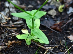 Valerianella chenopodifolia