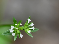Valerianella chenopodifolia