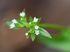 Valerianella chenopodifolia