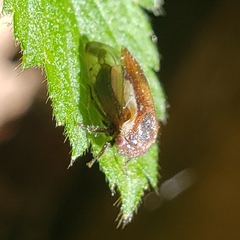 Ophiderma flavicephala