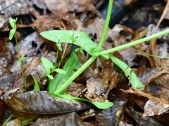 Valerianella chenopodifolia