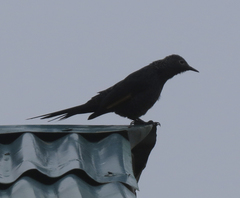 Onychognathus tenuirostris