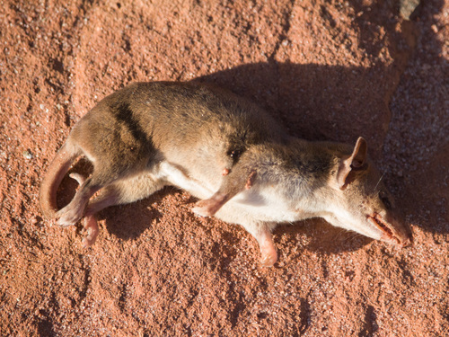 Gray Short-tailed Opossum
