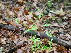 Valerianella chenopodifolia
