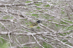 Vireo atricapilla
