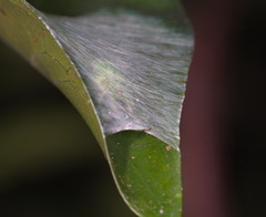 Bijoaraneus mitificus