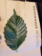 Ulmus