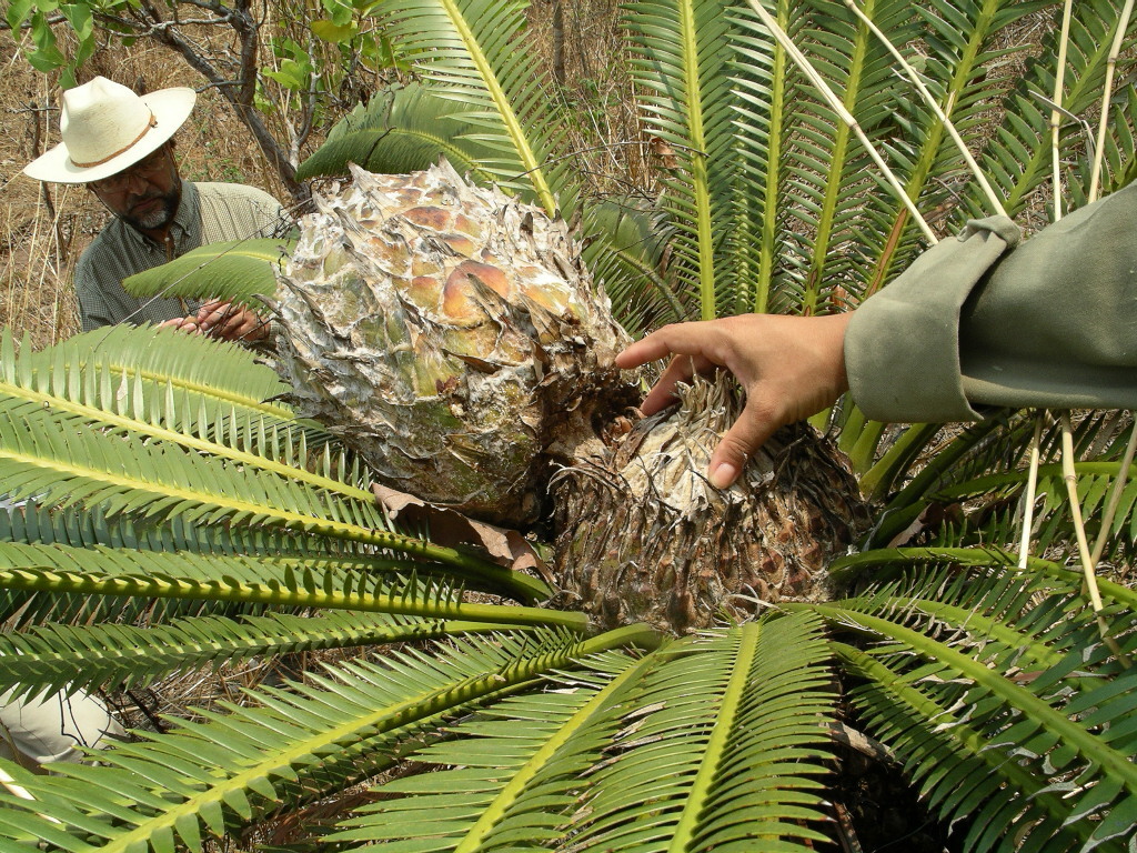 Dioon merolae; photograph (c) Neptalí Ramírez Marcial, some rights reserved (CC BY)