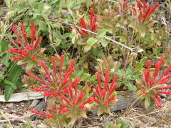 Monardella macrantha macrantha