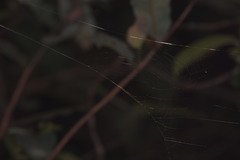 Bijoaraneus mitificus