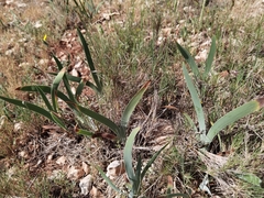 Iris lutescens chamaeiris