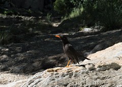 Turdus chiguanco