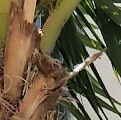 Muscicapa striata
