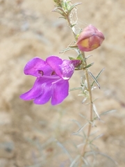 Penstemon heterophyllus australis