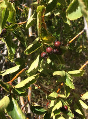 Crataegus × media
