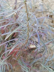Penstemon heterophyllus australis